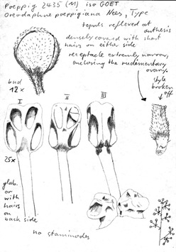 Vorschaubild Oreodaphne poeppigiana Nees